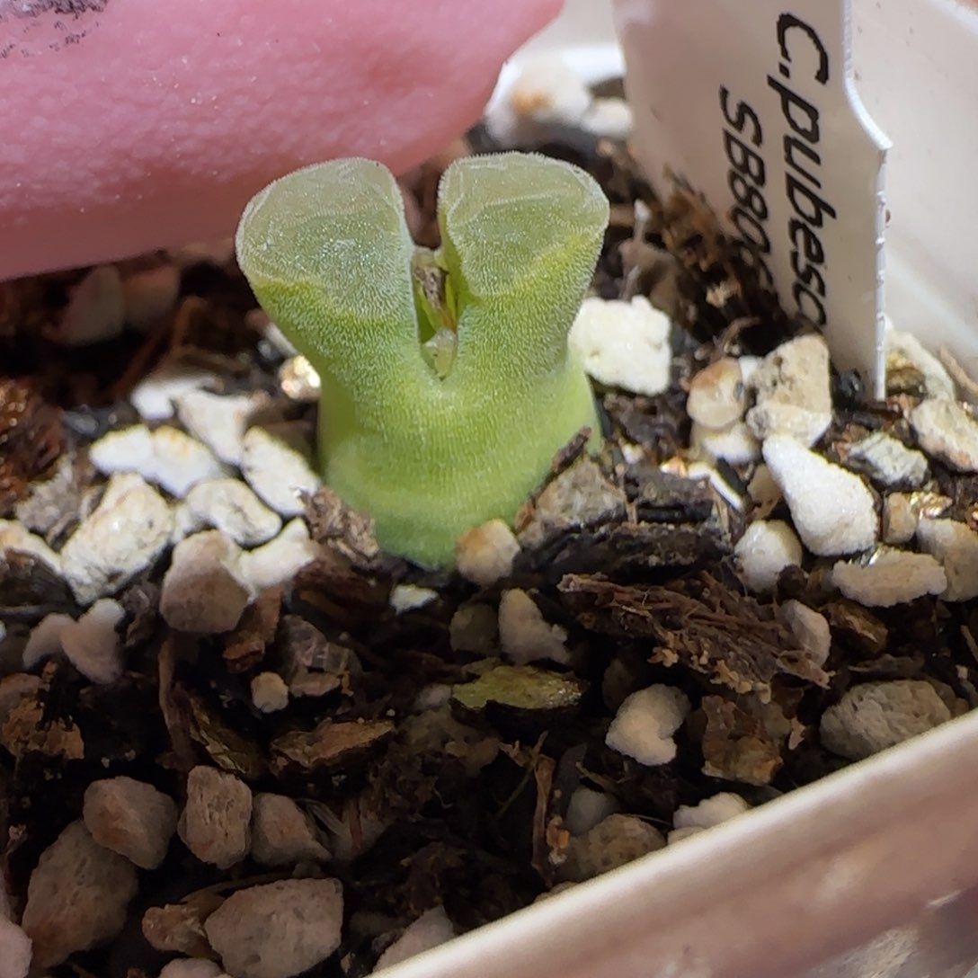 肉锥多肉植物百科-极窗1030