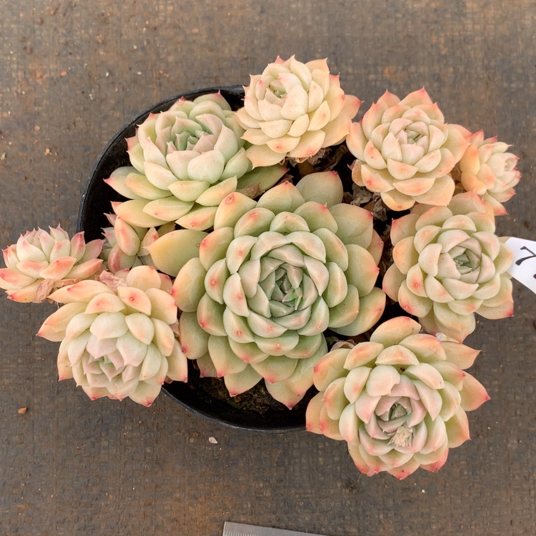 774杂交精品基地14厘米