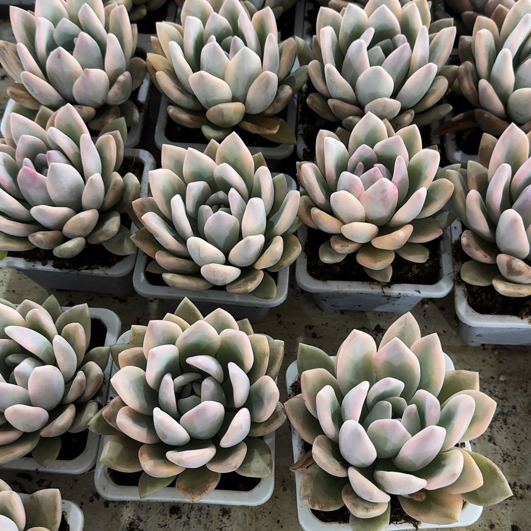 奥普锦多肉 植物