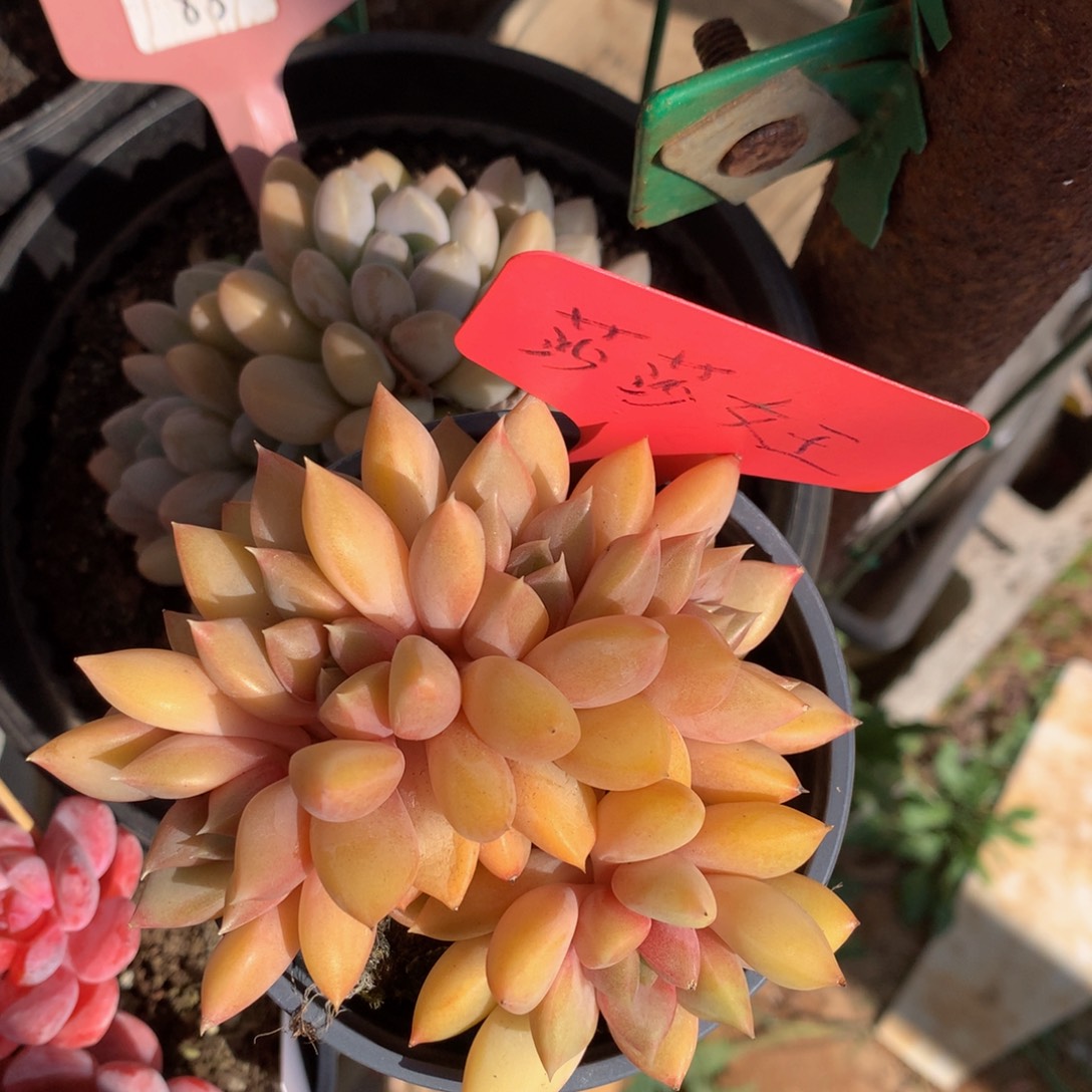 红象牙626262626272727