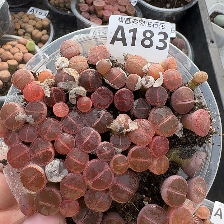 183多肉植物多肉植物