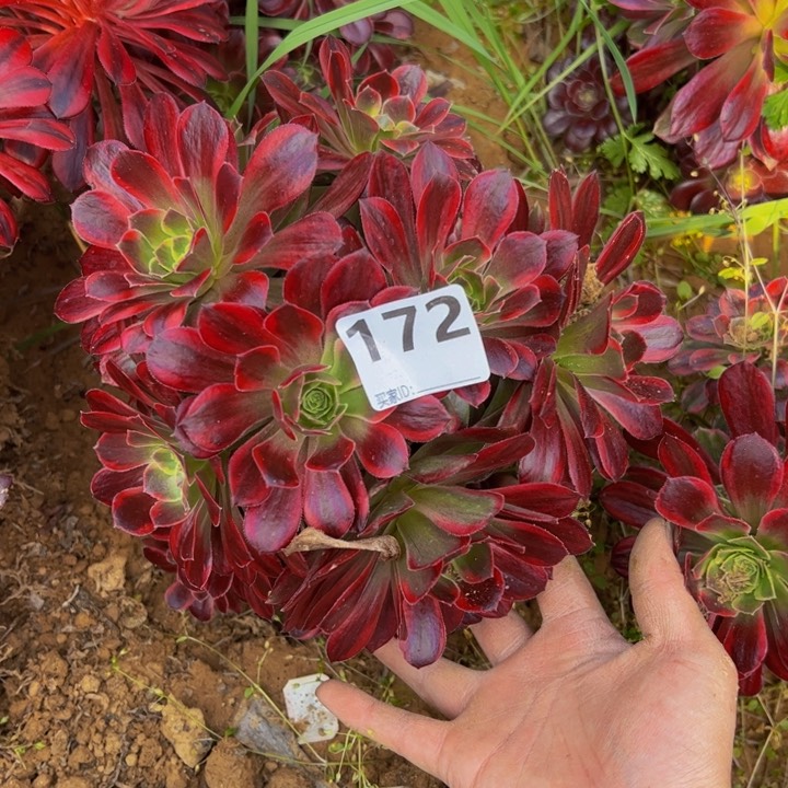 安娜多肉植物砍头172
