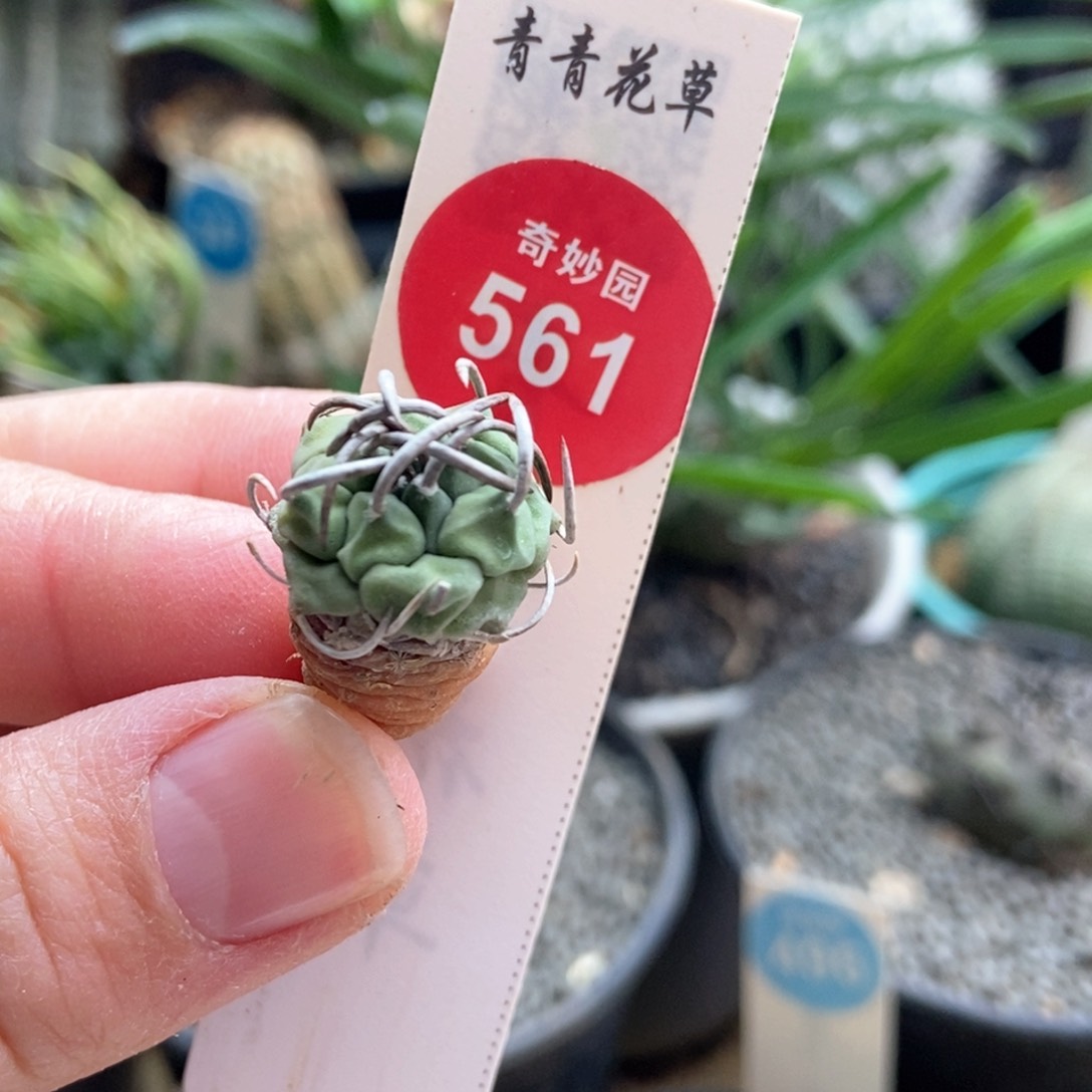 优选碳刺娇丽一颗仙人球