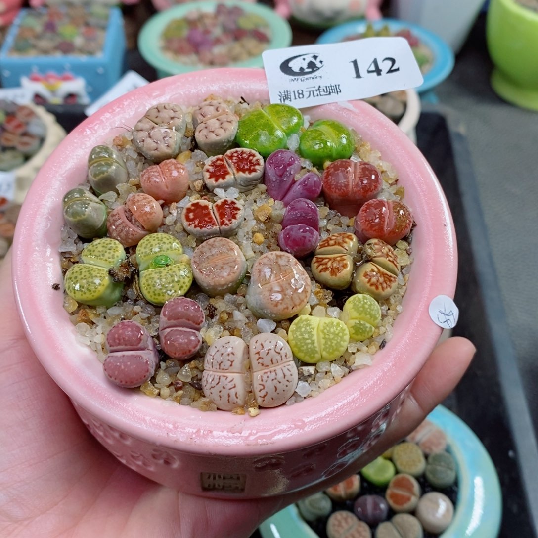 @***心生石花花花花花花142号