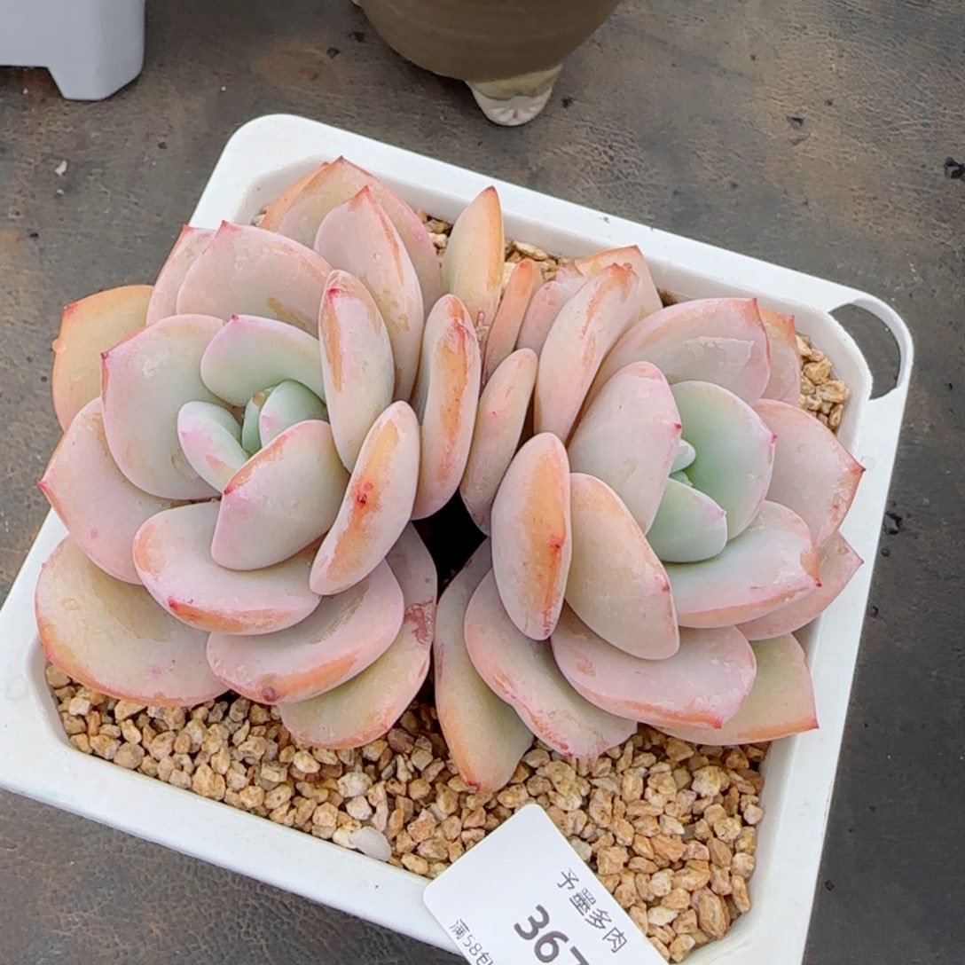 奶茶，3676多肉植物