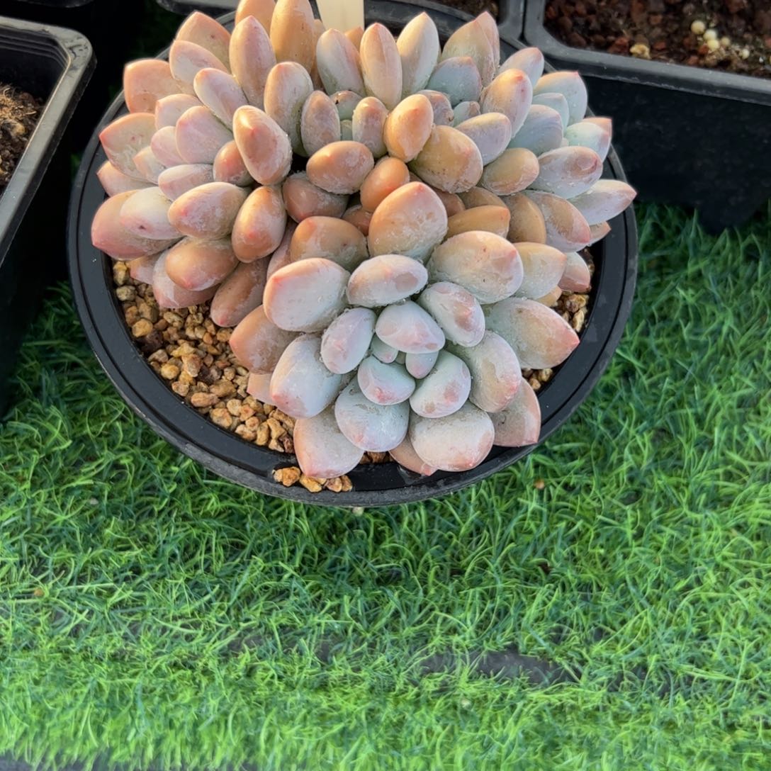 香水多肉植物小老桩