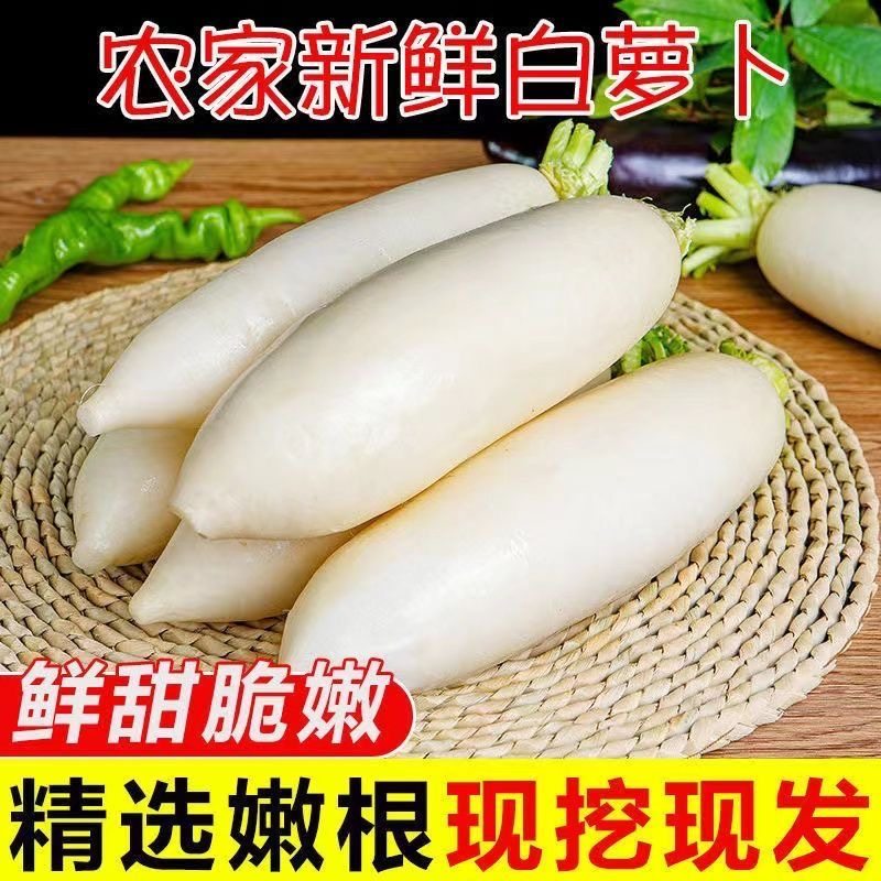 现挖新鲜白萝卜露天种植脆甜多汁炒菜炖汤佳选