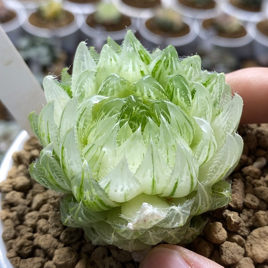 79糊斑樱水晶哈哈哈哈哈哈