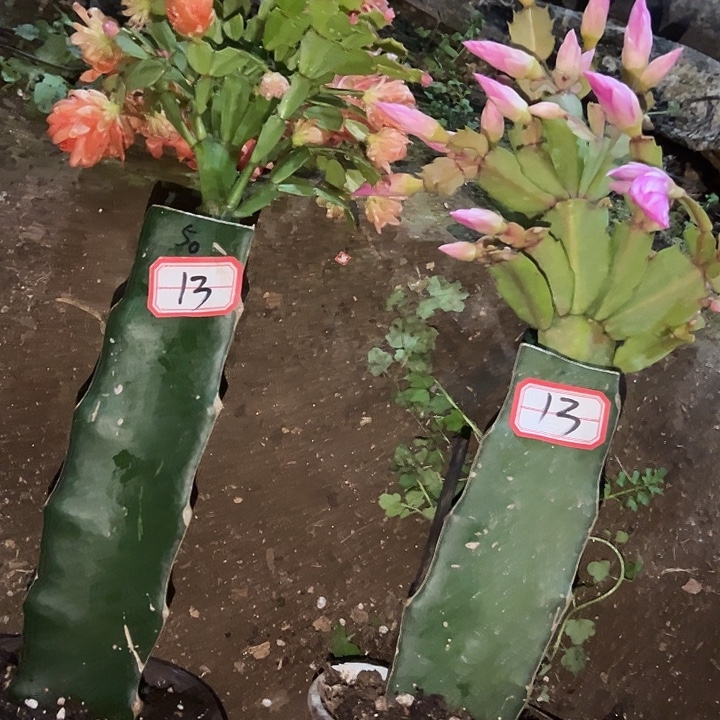 蓓***嫣，13号带盆050.060