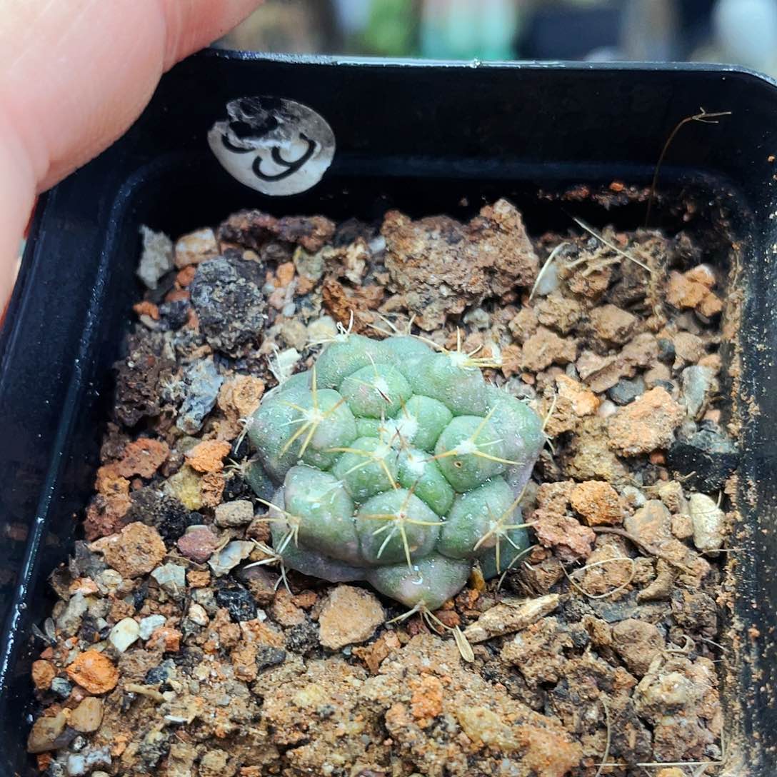 无刺象牙非偏远地区满25包邮仙人球