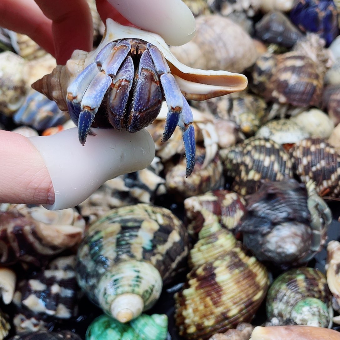 2.4口紫陆 快冲吧