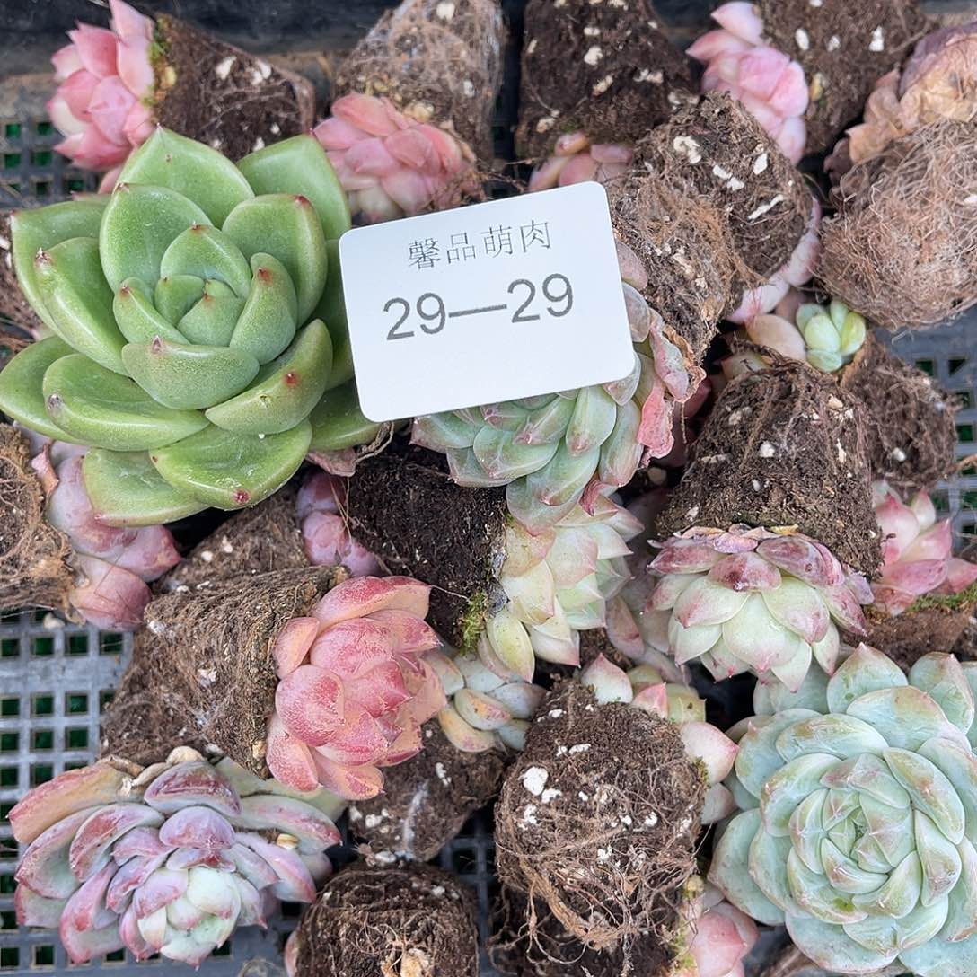 多肉大小缓30颗量拍