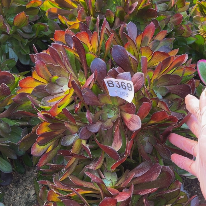 368黑萝莉量多肉法师不包断枝