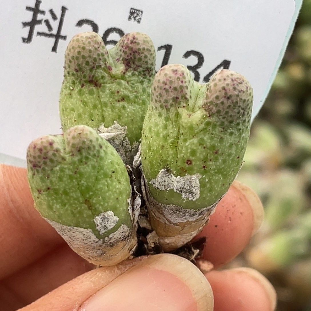 26-134斑马955d肉锥