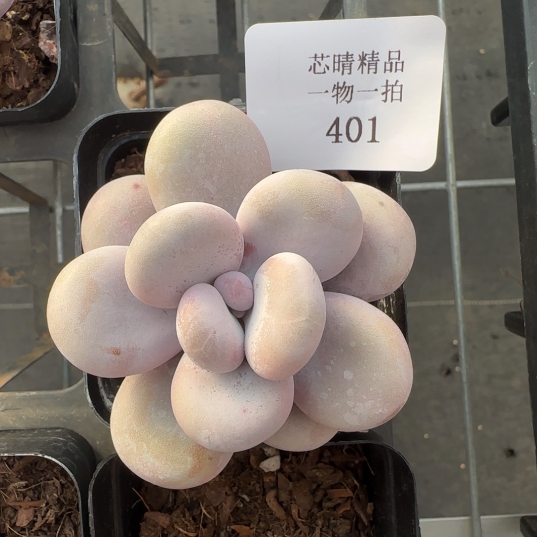 闪购精品多肉401号