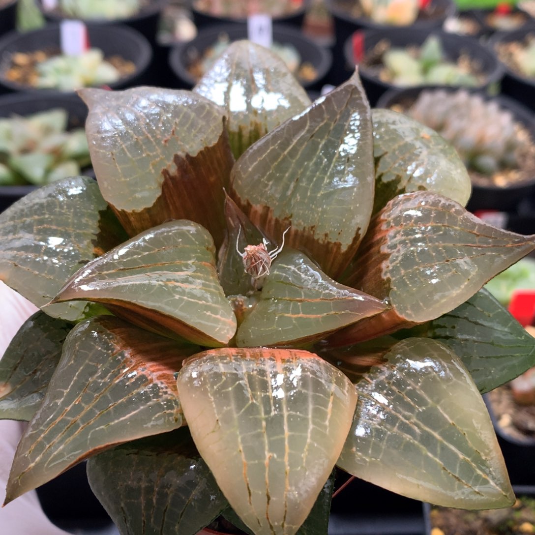 阿寒湖寿锦，带盆发货