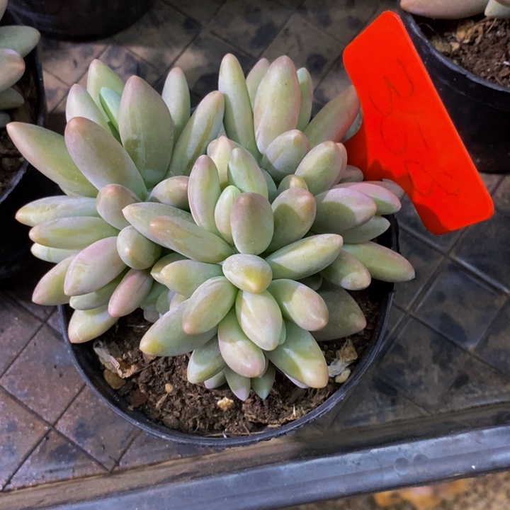 在家干了啥呀啊这