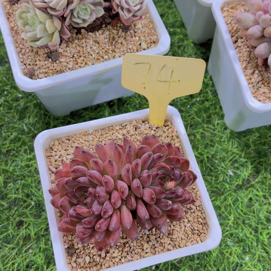 ?****?我的小可爱们都好可爱