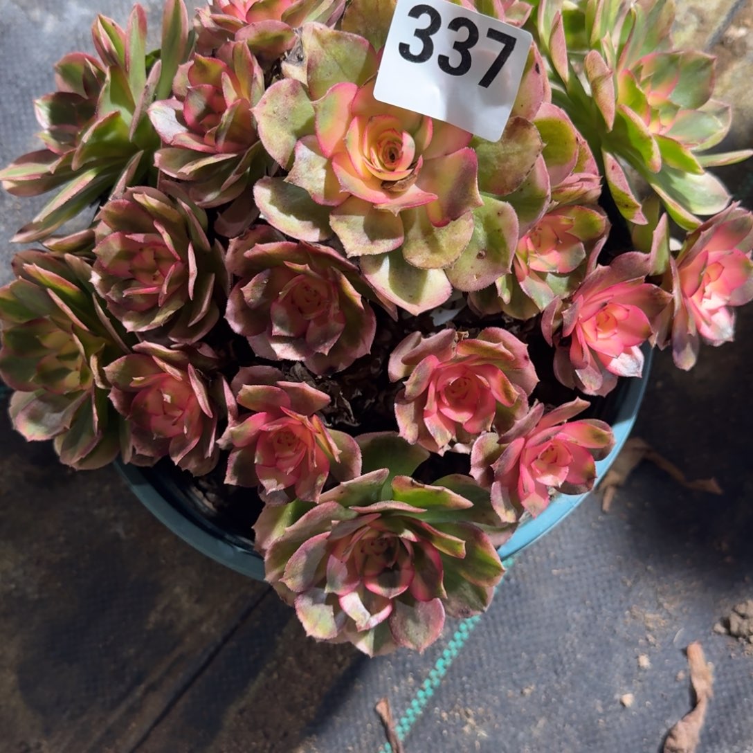 荔枝多肉葡萄老庄337