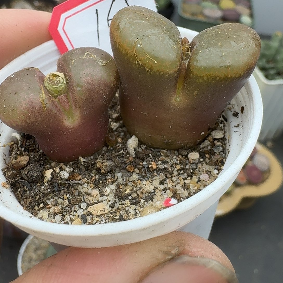 165多肉哈哈哈哈哈哈哈