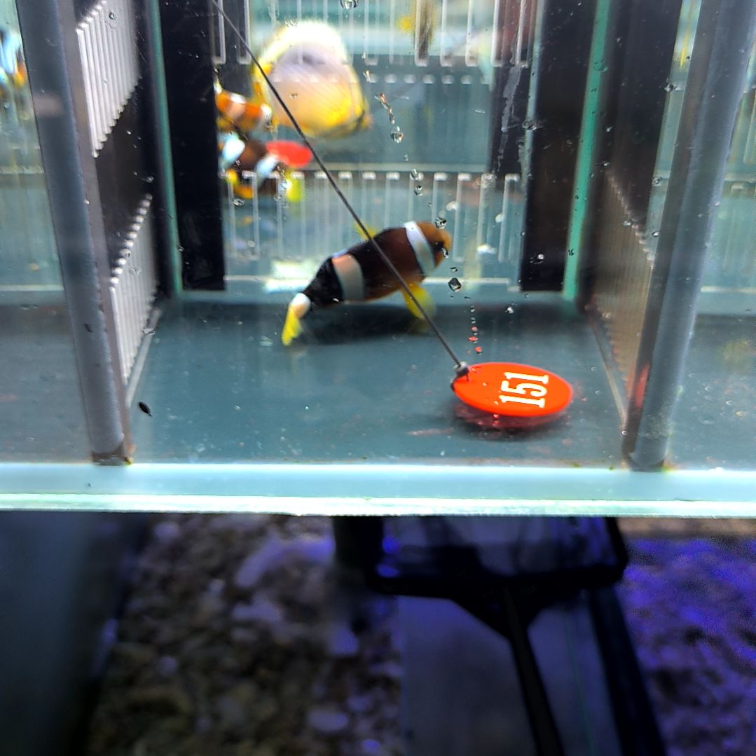 海水鱼金鳍双待8+/5-44-151