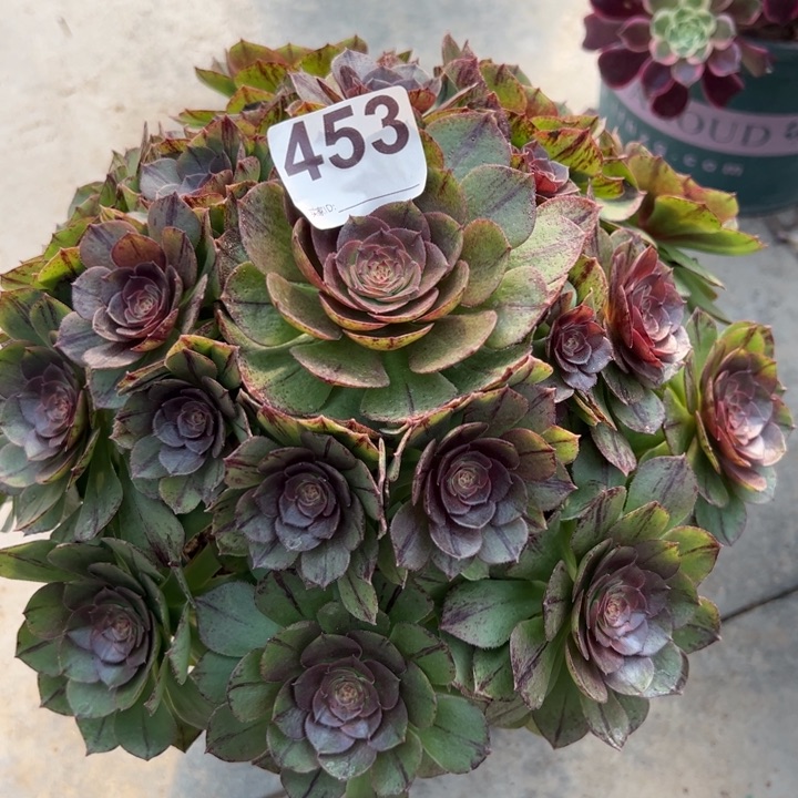 453万拉丝25厘米左右