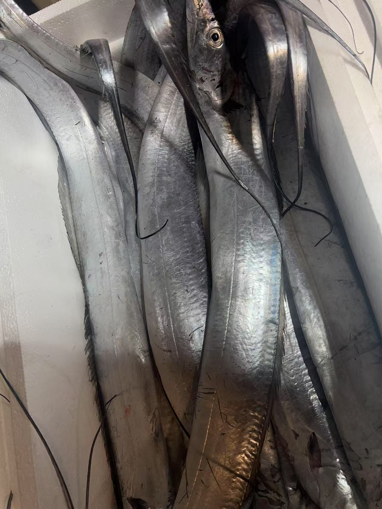 【美爸专属】渤海湾刀鱼带鱼（有破肚有擦皮介意勿拍）