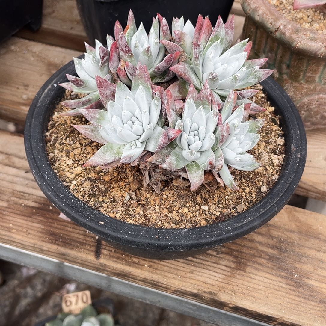 晨溪园艺仙女杯呀