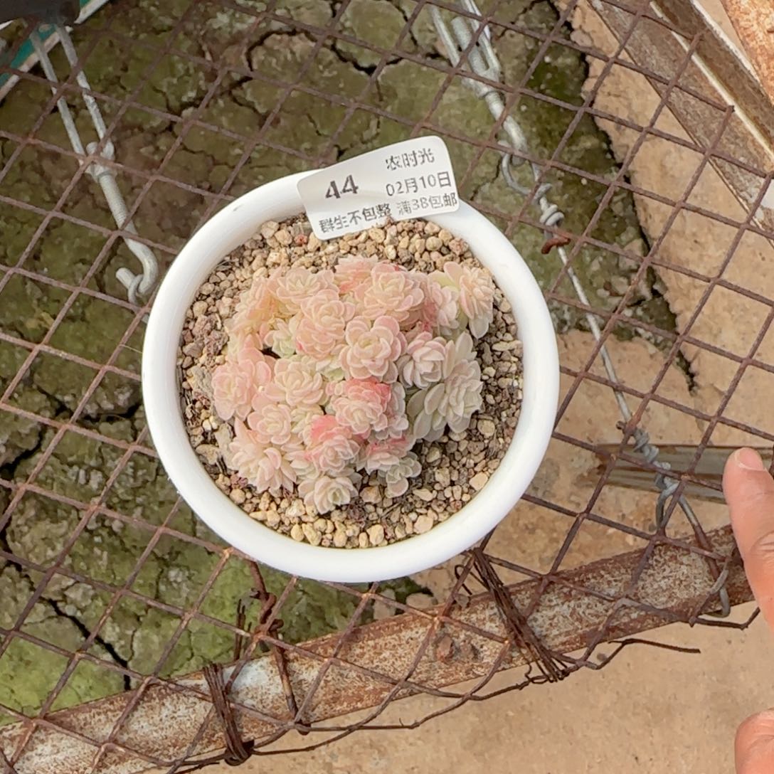 刘*傅【闪购商品】0210-44（fm-16）