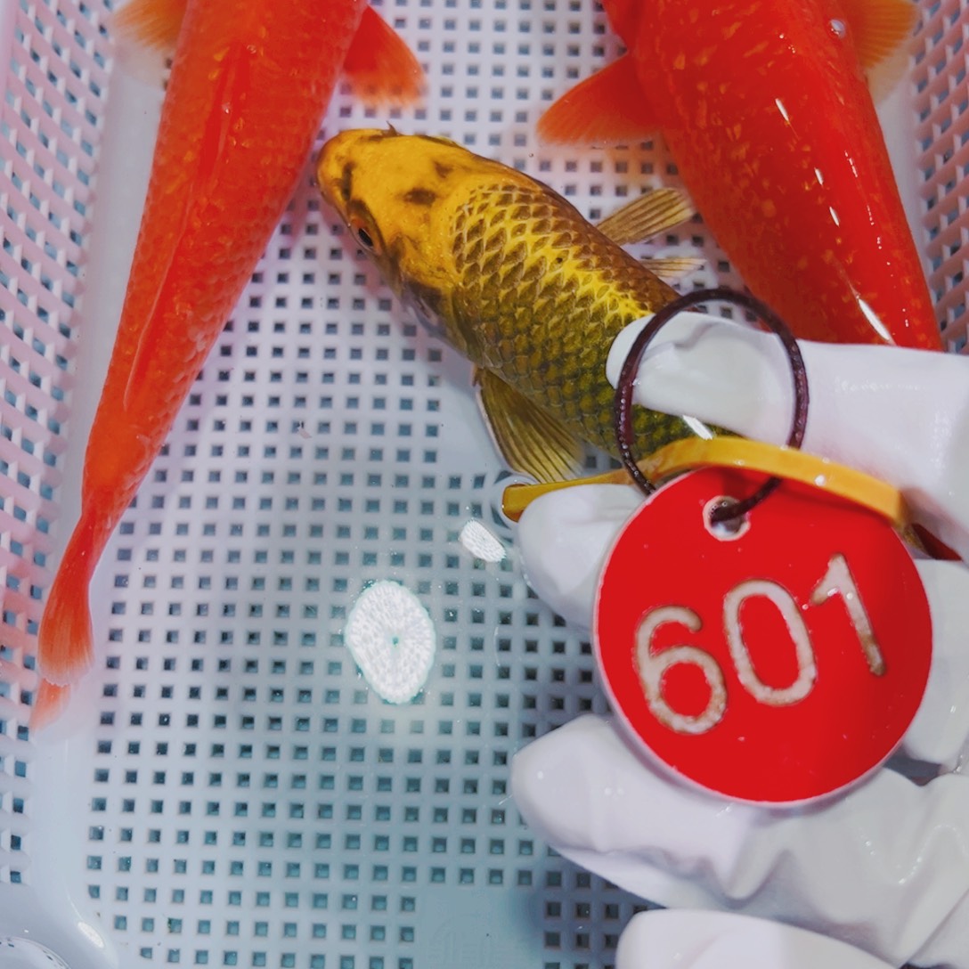 锦鲤锦鲤观赏鱼冷水601