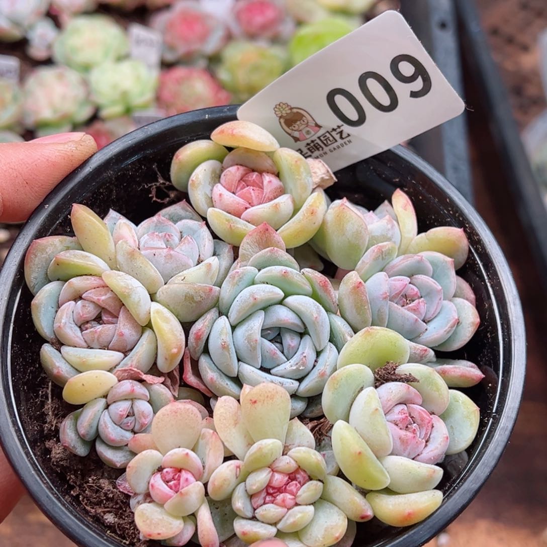 多肉植物多肉植物