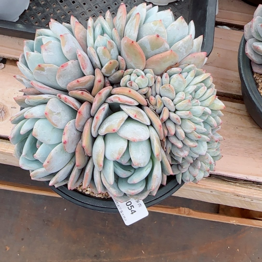 星影缀化无砍，3054