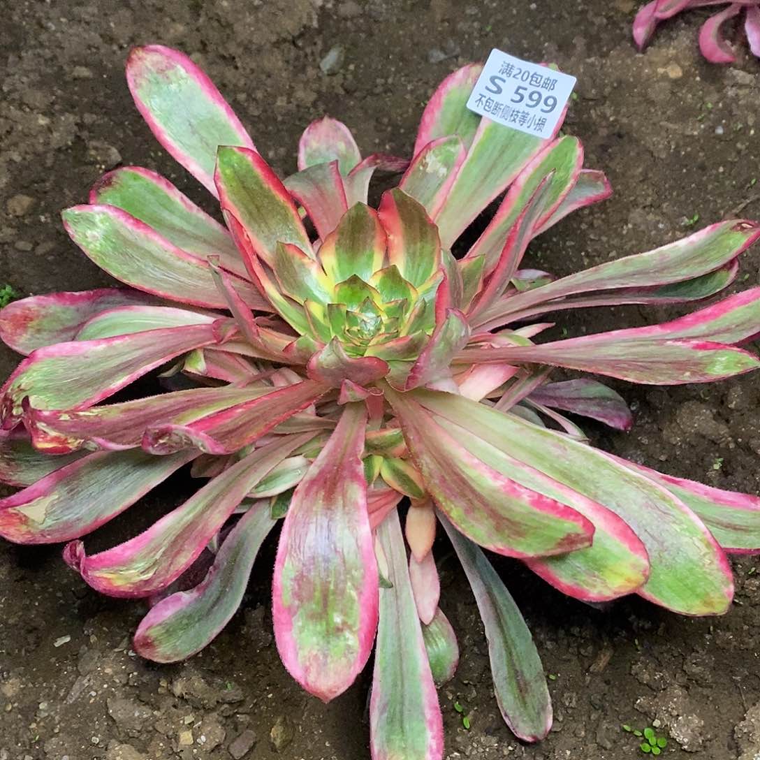 599红魔女多肉法师锦