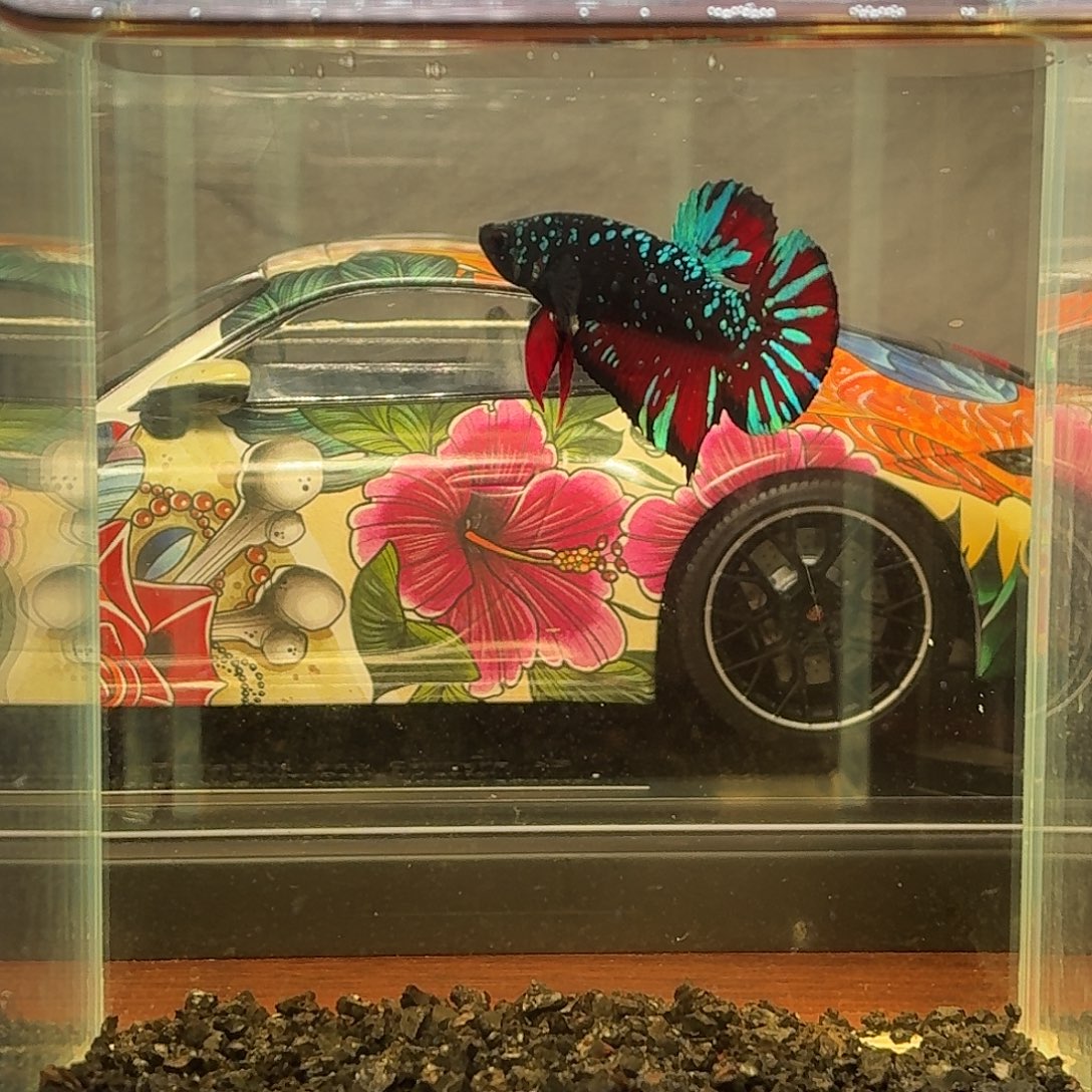 斗鱼暗黑将军公鱼