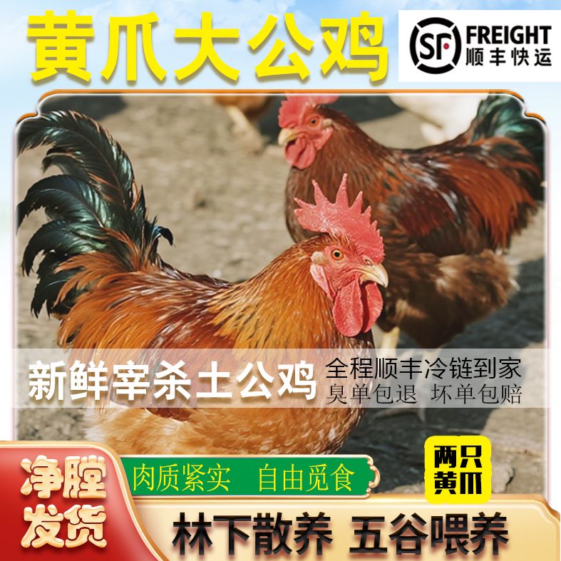 （福利）两只黄爪大冠公鸡两只公鸡+1斤鸡胗共净重10.5斤左右