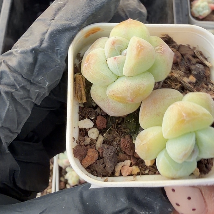 小***张217 号到手1框江北多肉