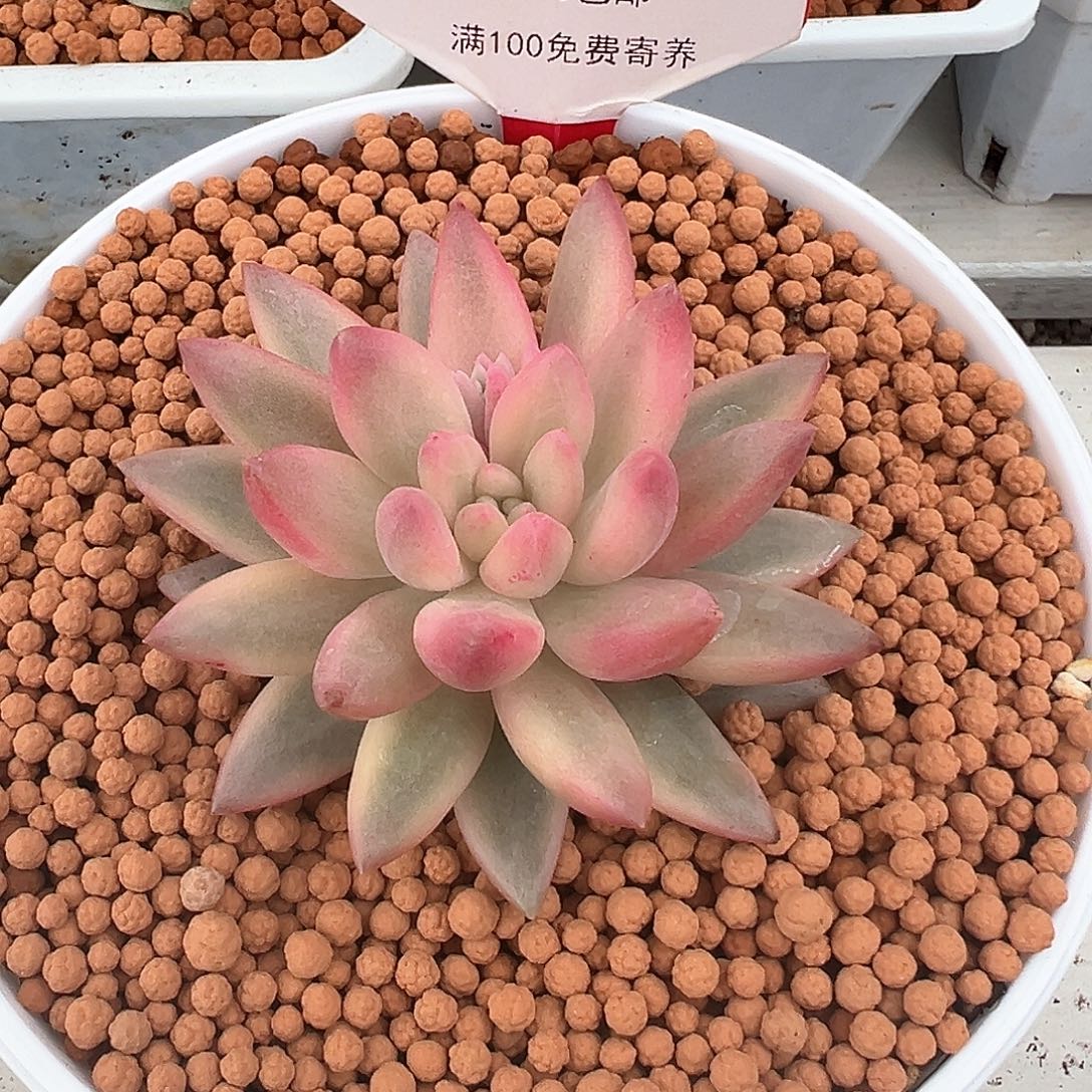 137号不知名美人锦多肉植物