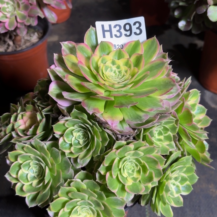 瑞妈多肉植物。393海王