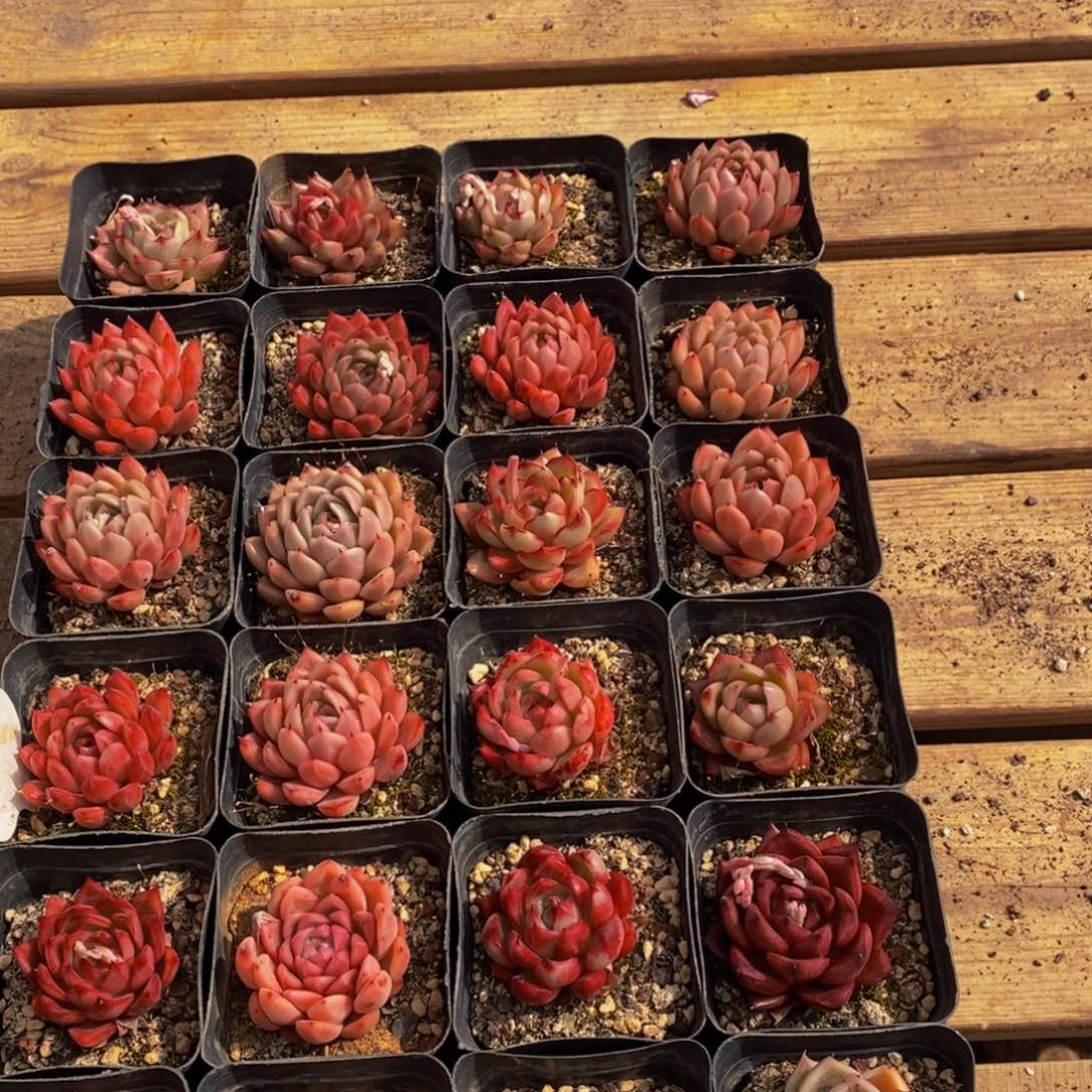 209多肉植物保护研究所所长