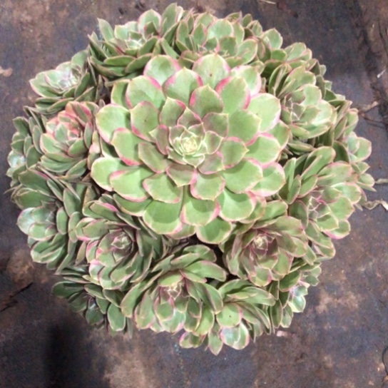 合***欢无花朵粉花妖法师多肉植物251号