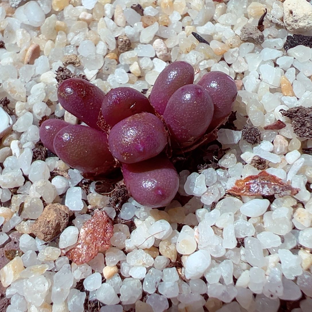 526-224多肉葡萄群2.2cm