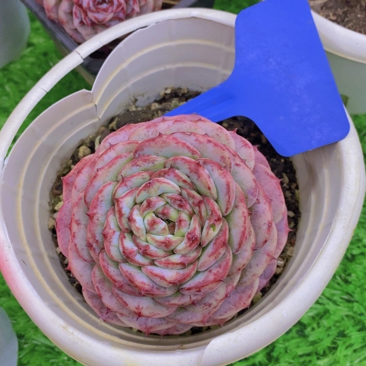 开心多肉植物多肉