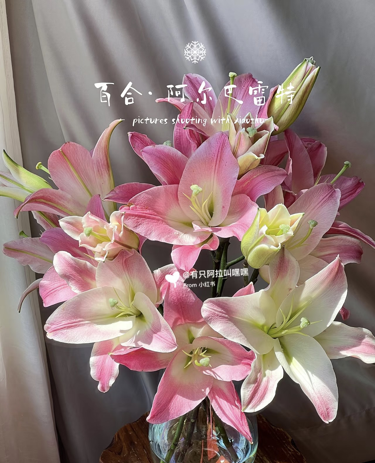 阿尔巴雷特单瓣香水百合 拒收冻坏不售后