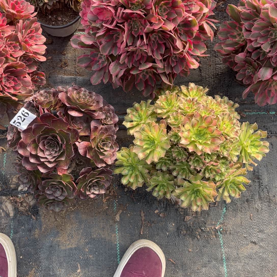 526精品法师韶华媚金玫瑰组合