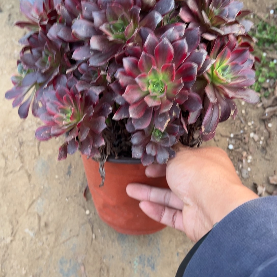 032安娜多肉植物法师