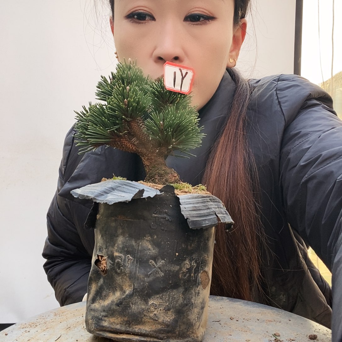 无花朵植物形态多年生草本