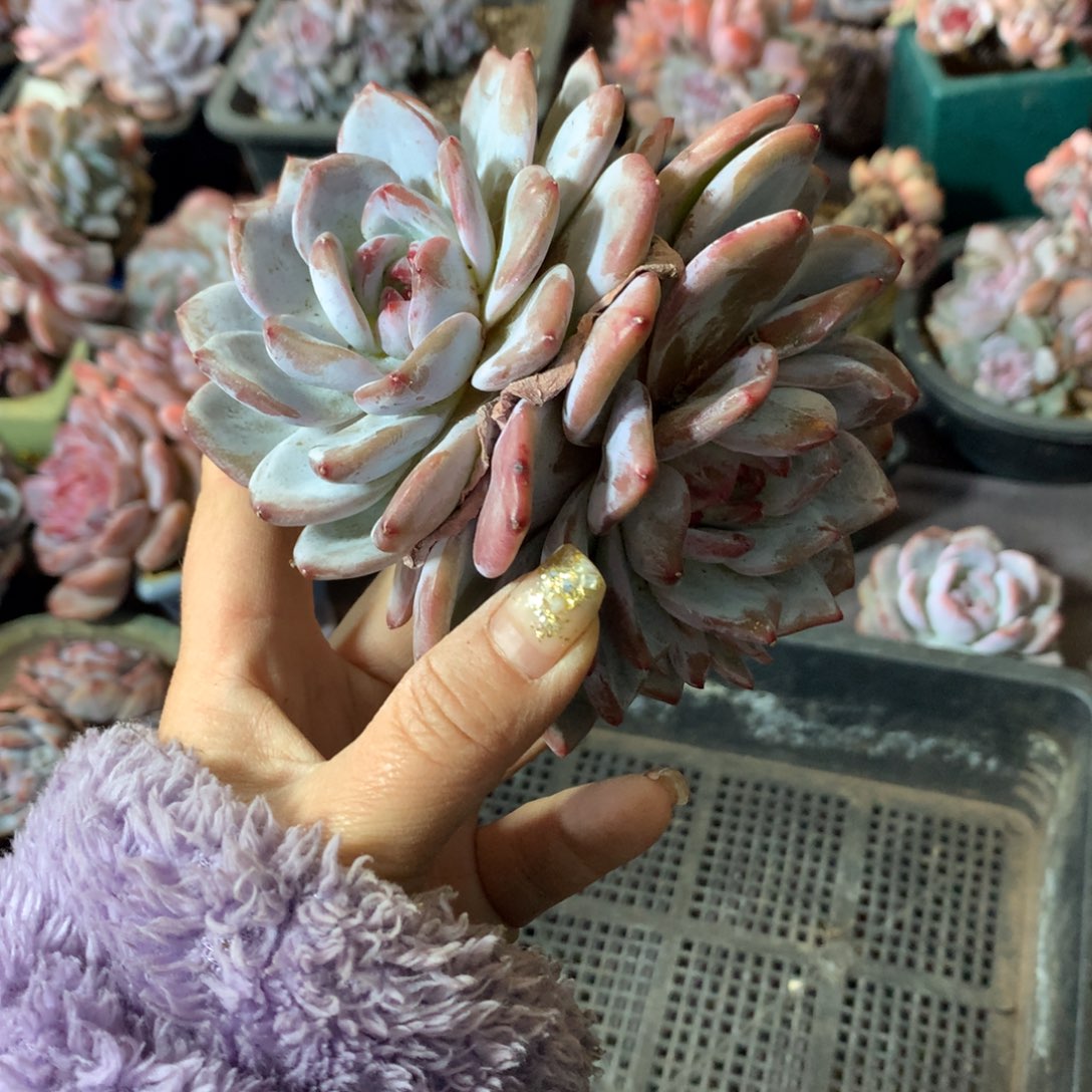 哈哈哈哈哈哈哈哈哈哈石榴籽