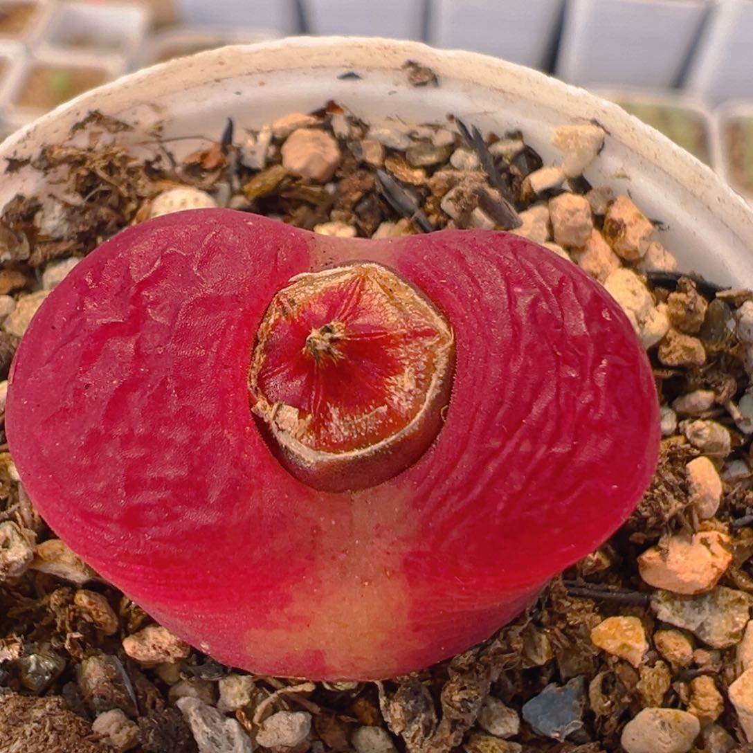 13多肉植物百科知识