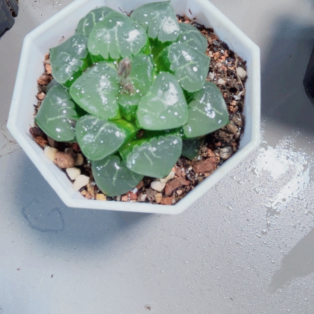 姬翠寿多肉植物6666
