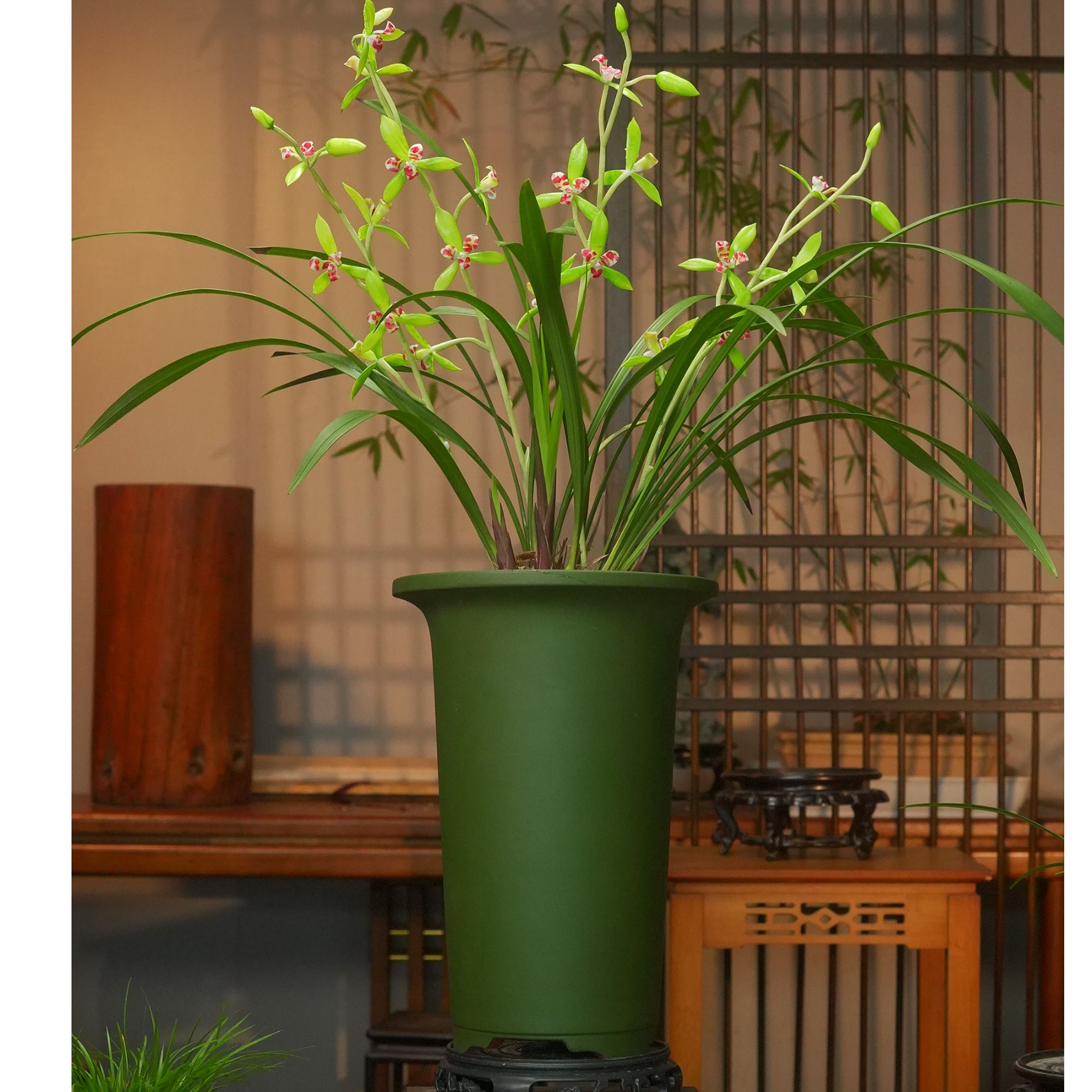 建兰铭品【彩云追月】高端紫砂花盆带花苞 幽香兰花 室内外好养易活